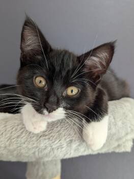 Mitzi -  Domestic Short Hair Cat for Adoption in Portland, Oregon - Mitzi | PetCurious