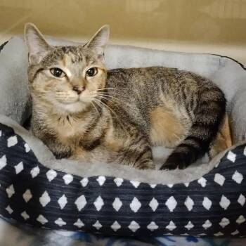 Domestic Short Hair Cats Available for Adoption in Winthrop, Maine - Cicada | PetCurious