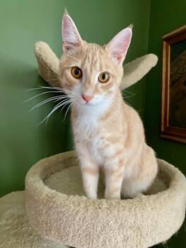 Georgio -  Domestic Short Hair Cat for Adoption in Lenexa, Kansas - Georgio | PetCurious