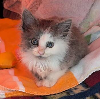 Gismo -  Domestic Long Hair Cat for Adoption in Rossville, Tennessee - Gismo | PetCurious