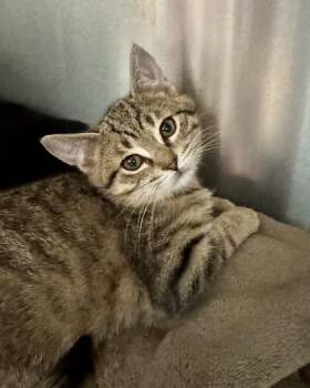 Rescue Domestic Short Hair and Tabby Cats for Adoption in Orland Hills, Illinois - Dogwood | PetCurious