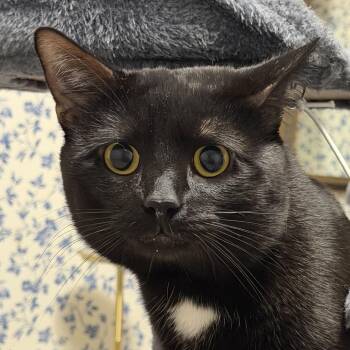 American Shorthair Cats Available for Adoption in Frederick, Maryland - Milo | PetCurious