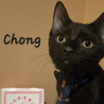 Chong -  Domestic Short Hair Cat for Adoption in Bentonville, Arkansas - Chong | PetCurious