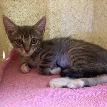 Luna -  Domestic Short Hair Cat for Adoption in Pasadena, California - Luna | PetCurious