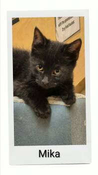 Mika -  Domestic Short Hair Cat for Adoption in Caistor Centre, Ontario - Mika | PetCurious