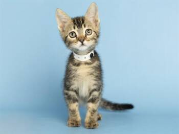 Domestic Short Hair Cats Available for Adoption in Phoenix, Arizona - MONU | PetCurious