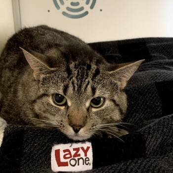 Sonic -  Domestic Short Hair Cat for Adoption in Boston, Massachusetts - Sonic | PetCurious