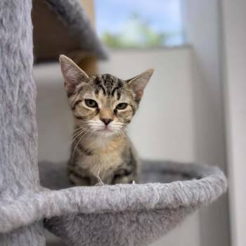 Makaela -  Domestic Short Hair Cat Available for Adoption in Portage, Michigan - Makaela | PetCurious