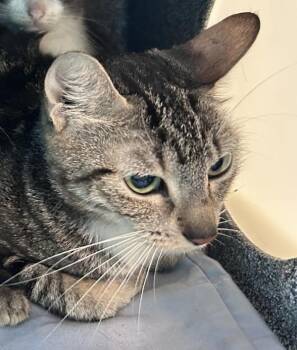 Ruby -  Domestic Short Hair Cat for Adoption in New York, New York - Ruby | PetCurious