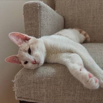 Rescue Domestic Short Hair Cats for Adoption in Fairway, Kansas - Mumford | PetCurious