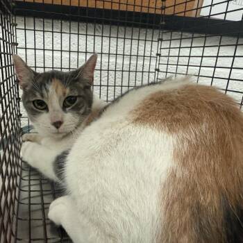 Domestic Short Hair Cats Available for Adoption - Kayla | PetCurious