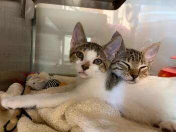 MIRIN* -  Domestic Short Hair Cat for Adoption in Santa Cruz, California - MIRIN* | PetCurious