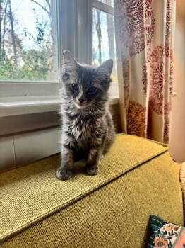 Rescue Domestic Short Hair Cats for Adoption in Rockaway, New Jersey - Athena's Zesty KITTEN | PetCurious