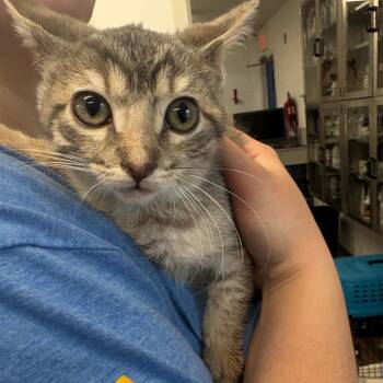 Khloe -  Domestic Short Hair Cat for Adoption in Tulsa, Oklahoma - Khloe | PetCurious