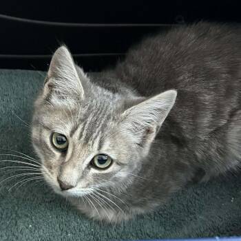 Domestic Short Hair Cats Available for Adoption - Swiper | PetCurious