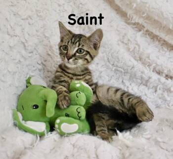 Saint -  Tabby Cat for Adoption in St. Augustine, Florida - Saint | PetCurious