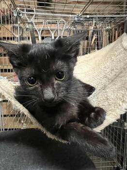 Rescue Domestic Short Hair Cats for Adoption in Memphis, Tennessee - Milk Dud | PetCurious