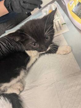 Wright -  Domestic Long Hair Cat for Adoption in Cincinnati, Ohio - Wright | PetCurious