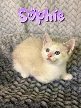 Siamese Cats Available for Adoption in Boerne, Texas - Sophie  | PetCurious