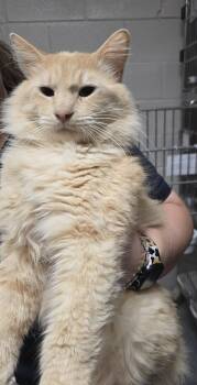 Domestic Medium Hair Cats Available for Adoption in Friendswood, Texas - Everett | PetCurious