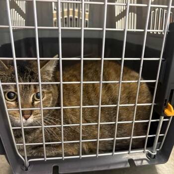 Betty Crocker -  Domestic Short Hair Cat for Adoption in Dekalb, Illinois - Betty Crocker | PetCurious