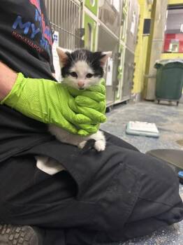 Domestic Short Hair Cats Available for Adoption in Indianapolis, Indiana - PIXEL | PetCurious