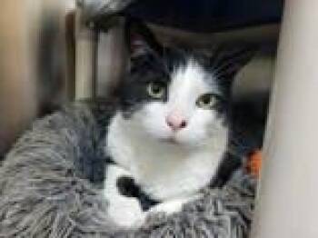 Domestic Short Hair Cats Available for Adoption in Whitby, Ontario - Pete | PetCurious