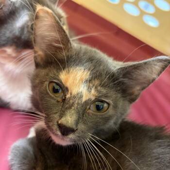 Marble -  Domestic Short Hair Cat for Adoption in Lake Jackson, Texas - Marble | PetCurious