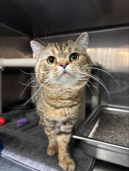 Bengal and Domestic Short Hair Cats Available for Adoption in Burlington, Ontario - Ed CS-065/26 | PetCurious