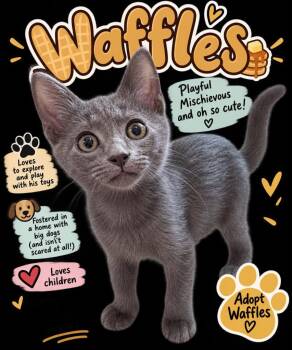 Waffles -  Domestic Short Hair Cat for Adoption in Augusta, Georgia - Waffles | PetCurious