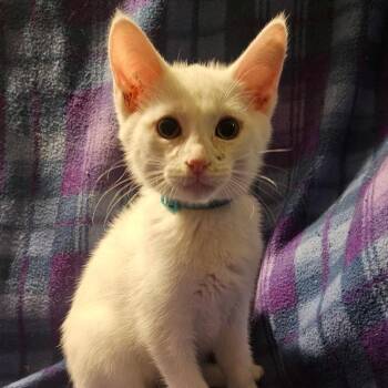 Rescue Domestic Short Hair Cats for Adoption in Kirklin, Indiana - Toby | PetCurious