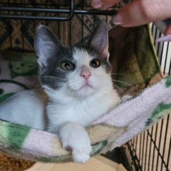 Stewie -  Domestic Short Hair Cat for Adoption in Knoxville, Tennessee - Stewie | PetCurious