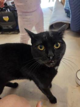 Rescue Bombay Cats for Adoption in Charlotte, North Carolina - Salem | PetCurious