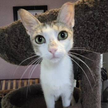 Tabby and Domestic Short Hair Cats Available for Adoption - Kat Moss | PetCurious