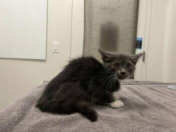 Corn Dog Nuggets -  Domestic Short Hair Cat for Adoption in Kansas City, Missouri - Corn Dog Nuggets | PetCurious