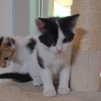 Chili -  Domestic Short Hair Cat for Adoption in San Antonio, Texas - Chili | PetCurious