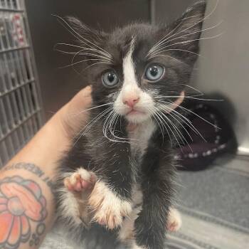 Hocus -  Domestic Short Hair Cat for Adoption in Port Charlotte, Florida - Hocus | PetCurious