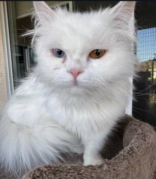 Persian Cats Available for Adoption - Crystal | PetCurious