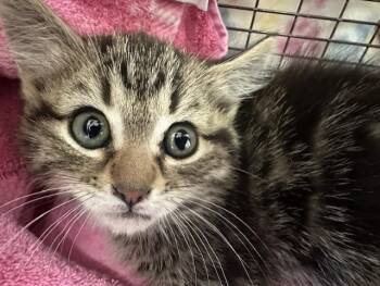 SCOUT -  Domestic Short Hair Cat for Adoption in Pueblo, Colorado - SCOUT | PetCurious