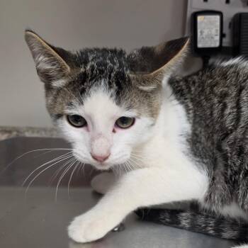 Chex 060406U -  Domestic Short Hair Cat for Adoption in Tupelo, Mississippi - Chex 060406U | PetCurious