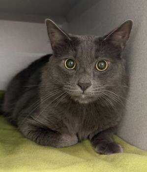 Pluto -  Domestic Medium Hair Cat for Adoption in Sacramento, California - Pluto | PetCurious