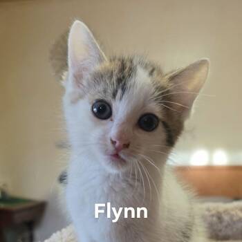 Domestic Short Hair Cats Available for Adoption in Jurupa Valley, California - Flynn | PetCurious