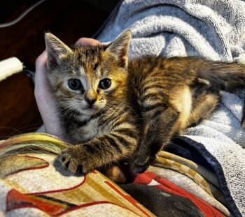 Rescue Domestic Short Hair Cats for Adoption in St. Cloud, Florida - Ophelia | PetCurious