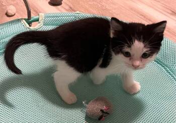 Rescue Domestic Short Hair Cats for Adoption in Saint Clairsville, Ohio - Gravy | PetCurious