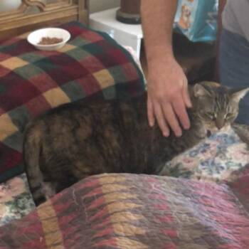 Domestic Short Hair Cats Available for Adoption in Newburgh, New York - Elise | PetCurious