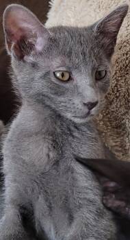 Dorothy -  Domestic Short Hair Cat for Adoption in Oviedo, Florida - Dorothy | PetCurious