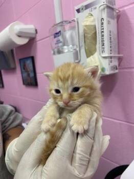 Penne -  Domestic Short Hair Cat for Adoption in Columbus, Indiana - Penne | PetCurious