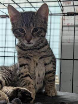 Sonic -  Domestic Medium Hair Cat for Adoption in Tilton, Illinois - Sonic | PetCurious
