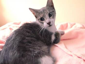 CHEWY -  Domestic Short Hair Cat for Adoption in Pasadena, California - CHEWY | PetCurious