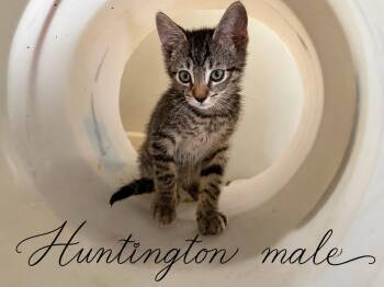 Domestic Short Hair Cats Available for Adoption in Reno, Nevada - HUNTINGTON (AT PETSMART NORTHWEST RENO MAE ANNE) | PetCurious